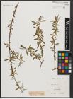 Foto von Salix alba L.